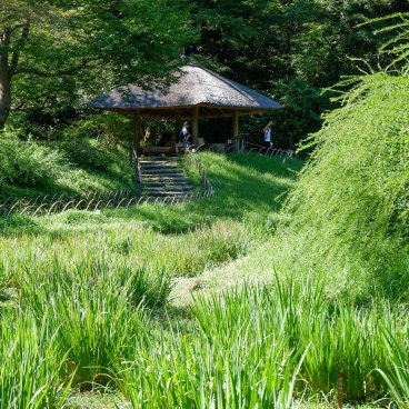 Meiji Jingu Gyoen (Tokyo), vue sur le champ d'iris en été et le pavillon Gazebo 2