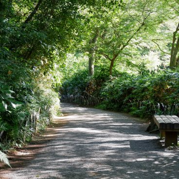 Meiji Jingu Gyoen (Tokyo), allée du jardin en été 2