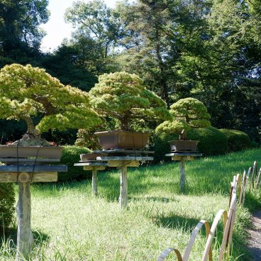 Meiji Jingu Gyoen (Tokyo), allée du jardin en été avec exposition de bonsaïs
