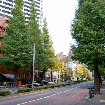 Shirokanedai (Tokyo), avenue Gaien Nishi-dori bordée de ginkgos