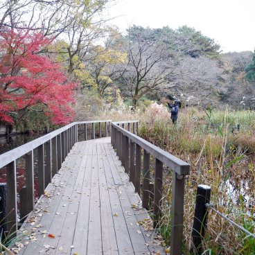 Shirokanedai (Tokyo), institut pour l'étude de la nature à l'automne 2