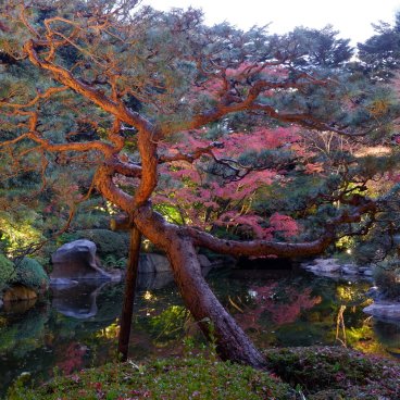 Shirokanedai (Tokyo), jardin sous les koyo à l'automne du musée d'Art métropolitain Teien de Tokyo 2