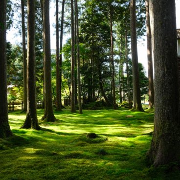 Hiyo Koke no Sato (Ishikawa), village avec jardin de mousses et forêt de cèdres
