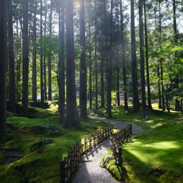 Hiyo Koke no Sato (Ishikawa), sentier à travers le jardin de mousses dans la forêt