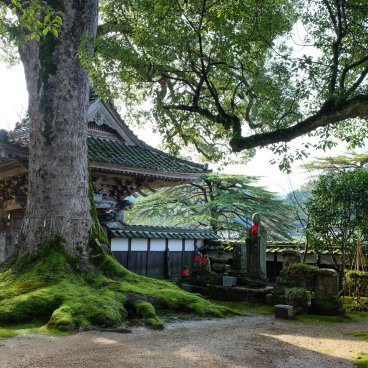 Daijo-ji (Kasumi, Hyogo), camphrier sacré du temple