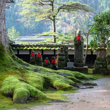 Daijo-ji (Kasumi, Hyogo), camphrier sacré du temple et statues Jizo
