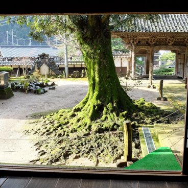 Daijo-ji (Kasumi, Hyogo), vue sur l'enceinte depuis le pavillon Kyakuden