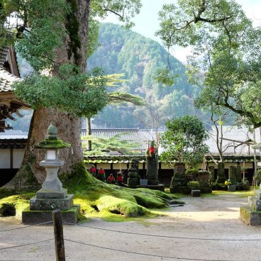 Daijo-ji (Kasumi, Hyogo), camphrier sacré du temple et statues Jizo 2