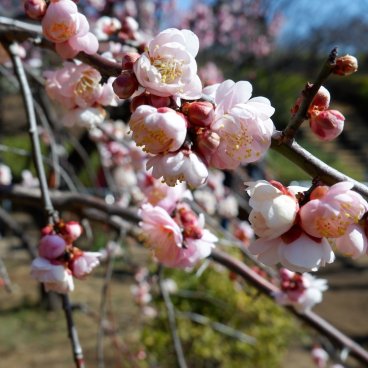 Parc Hanegi (Tokyo), pruniers en fleurs en février et début du printemps Risshun