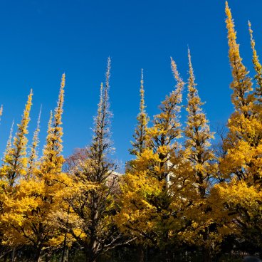 Icho Namiki du parc Meiji Jingu Gaien (Tokyo), ginkgos dégarnis face aux fortes et longues chaleurs de l'été 2023