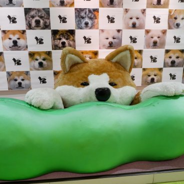 Akita-inu no Sato (Odate), grosse peluche de chien en exposition