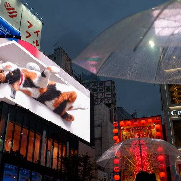 Chat 3D géant de Shinjuku sur le dos à la tombée de la nuit 2