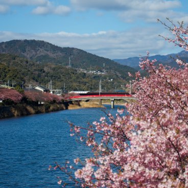 Kawazu-zakura Matsuri (Izu), vue sur la rivière et les cerisiers en fleurs