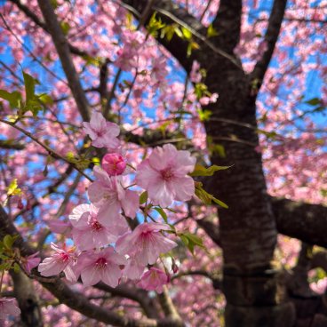 Kawazu-zakura Matsuri (Izu), fleurs de cerisier Kawazu 2