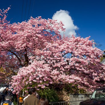 Kawazu-zakura Matsuri (Izu), floraison du cerisier Kawazu originel en février