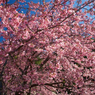 Kawazu-zakura Matsuri (Izu), arbre cerisier en fleurs dans le centre-ville de Kawazu 2