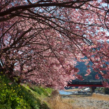 Kawazu-zakura Matsuri (Izu), vue sur la rivière et les cerisiers en fleurs 2
