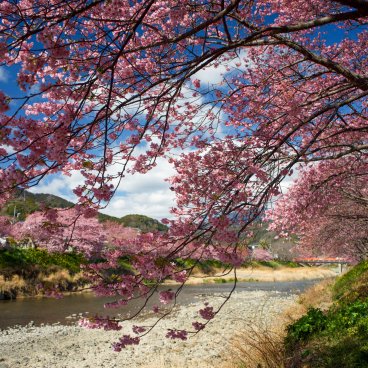 Kawazu-zakura Matsuri (Izu), vue sur la rivière et les cerisiers en fleurs 3