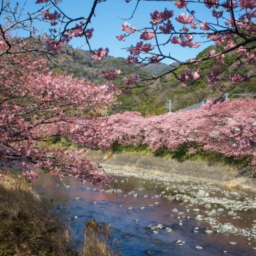 Kawazu-zakura Matsuri (Izu), vue sur la rivière et les cerisiers en fleurs 4
