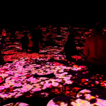 teamLab Borderless (Azabudai Hills, Tokyo), Flutter of Butterflies Beyond Borders