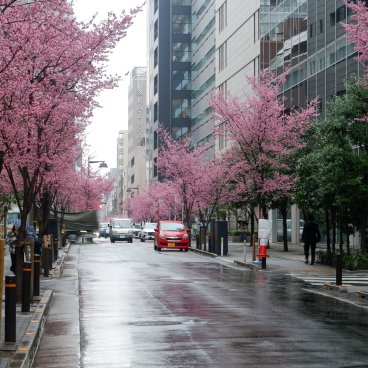 Ajisai-dori (Nihonbashi, Tokyo), vue sur l'avenue rose et fleurie début mars