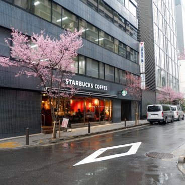 Ajisai-dori (Nihonbashi, Tokyo), café Starbucks et cerisiers Okame en fleurs