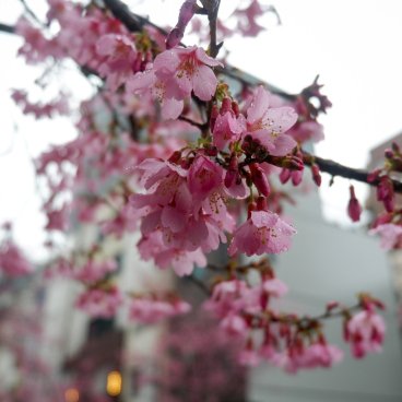 Ajisai-dori (Nihonbashi, Tokyo), fleurs de cerisier Okame-zakura