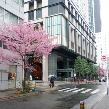 Ajisai-dori (Nihonbashi, Tokyo), vue sur les arbres de cerisiers Okame-zakura 2