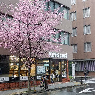 Ajisai-dori (Nihonbashi, Tokyo), café Key's Café et cerisiers Okame en fleurs