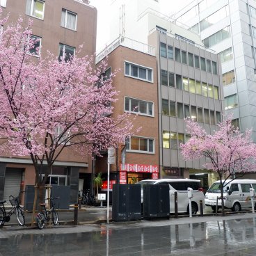 Ajisai-dori (Nihonbashi, Tokyo), floraison des cerisiers Okame-zakura le long de l'avenue