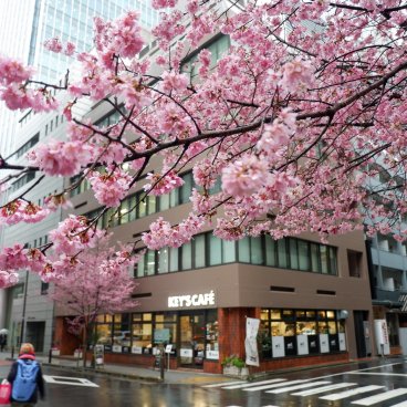 Ajisai-dori (Nihonbashi, Tokyo), branche de cerisier Okame-zakura en fleurs début mars