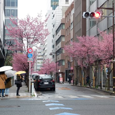 Ajisai-dori (Nihonbashi, Tokyo), vue sur l'avenue rose et fleurie début mars 4