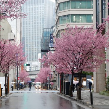 Ajisai-dori (Nihonbashi, Tokyo), vue sur l'avenue rose et fleurie début mars 5