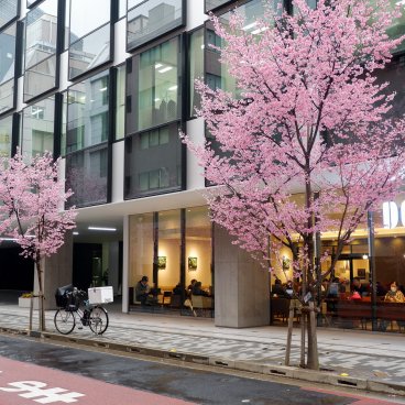 Ajisai-dori (Nihonbashi, Tokyo), café Doutor Coffee et cerisiers Okame en fleurs
