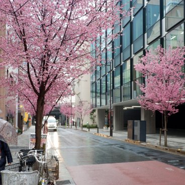 Ajisai-dori (Nihonbashi, Tokyo), floraison des cerisiers Okame-zakura le long de l'avenue 2