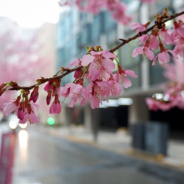 Ajisai-dori (Nihonbashi, Tokyo), fleurs de cerisier Okame-zakura 2