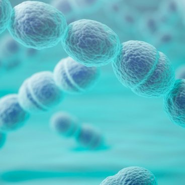 illustration de la bactérie streptocoque ©réseau RéPias