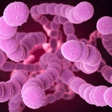 illustration de la bactérie streptocoque ©Afpa.org