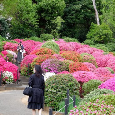 Bunkyo Tsutsuji Matsuri (Tokyo), allée du jardin d'azalées du sanctuaire Nezu-jinja