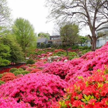 Bunkyo Tsutsuji Matsuri (Tokyo), vue sur les azalées en fleurs du Nezu-jinja