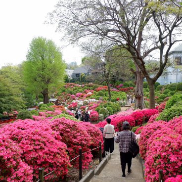 Bunkyo Tsutsuji Matsuri (Tokyo), allée du jardin d'azalées du sanctuaire Nezu-jinja 3
