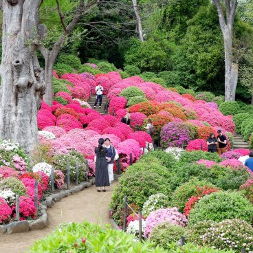Bunkyo Tsutsuji Matsuri (Tokyo), allée du jardin d'azalées du sanctuaire Nezu-jinja 4