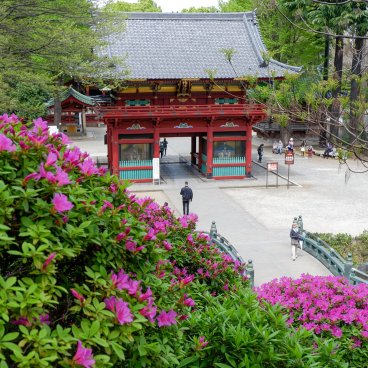 Bunkyo Tsutsuji Matsuri (Tokyo), vue sur la porte Romon du Nezu-jinja depuis la colline aux azalées