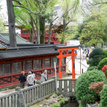 Bunkyo Tsutsuji Matsuri (Tokyo), floraison des azalées, torii et pavillons du Nezu-jinja 2