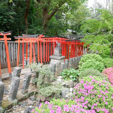 Bunkyo Tsutsuji Matsuri (Tokyo), azalées en fleurs et tunnel de torii vermillons
