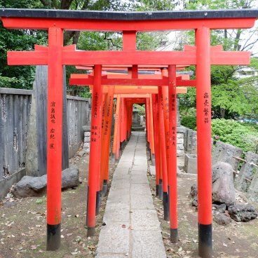 Bunkyo Tsutsuji Matsuri (Tokyo), tunnel de torii vermillons du Nezu-jinja