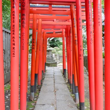 Bunkyo Tsutsuji Matsuri (Tokyo), tunnel de torii vermillons du Nezu-jinja 2