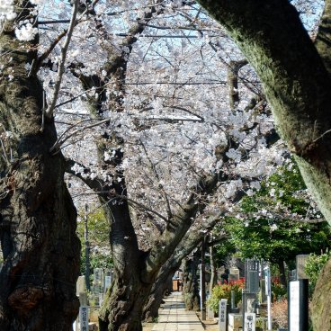 Cimetière de Yanaka (Tokyo), allée entre les tombes en période de sakura 2