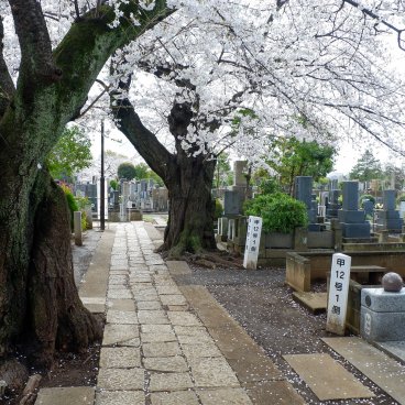 Cimetière de Yanaka (Tokyo), allée entre les tombes en période de sakura