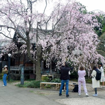 Cimetière de Yanaka (Tokyo), cerisier en fleurs du temple Tenno-ji